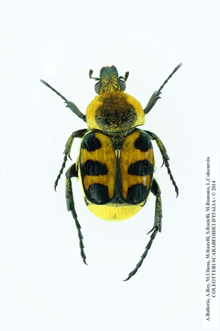 Trichius rosaceus  rosaceus